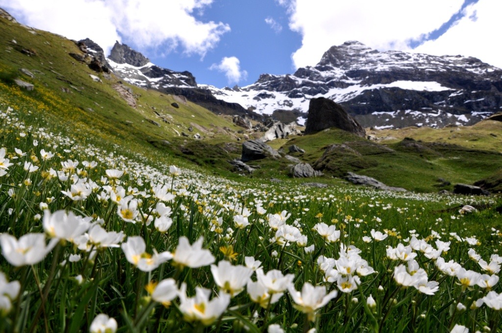 Champoluc